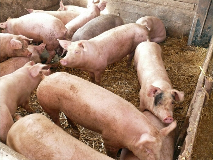 tuczniki, ceny skupu, eksport wieprzowiny, trzoda chlewna