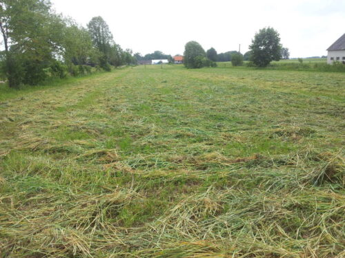 łąka, renowacja