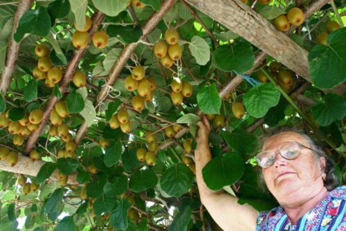 owoce, warzywa, produkcja warzyw, Węgry, przymrozki, pogoda, sadownictwo