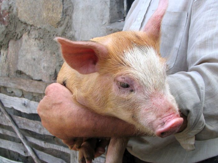 Inspekcja Weterynaryjna,weterynarze, kontrola zwierząt, zwierzęta, świadectwa zdrowia zwierząt