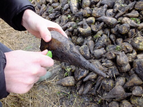 buraki, ręce, nóż, przemarznięcia