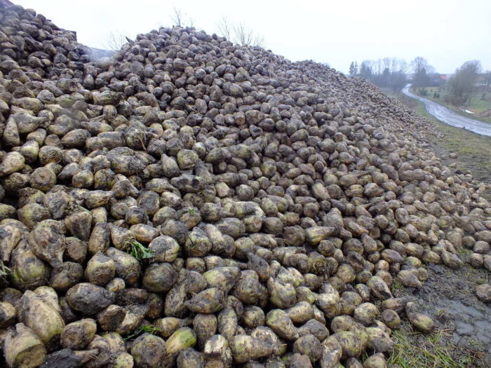 protest plantatorów buraka cukrowego, zawartość cukru w burakach, KSC, Cukrownia Werbkowice