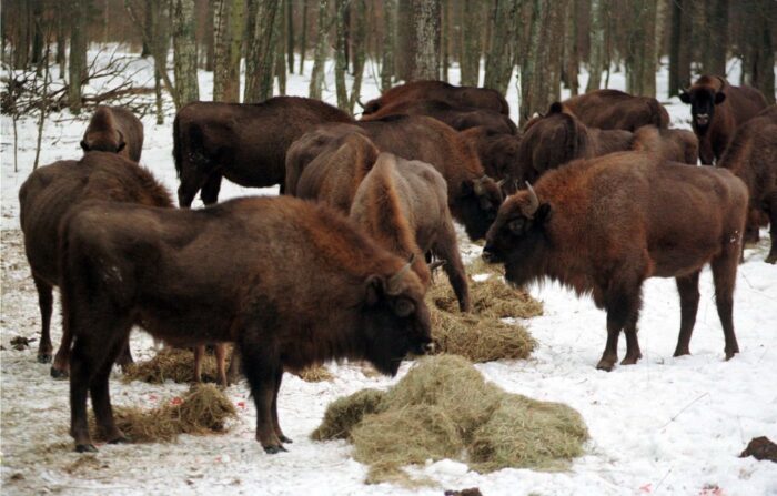 żubr, dokarmianie żubrów, puszcza białowieska, katarzyna daleszczyk, Białowieski Park Narodowy