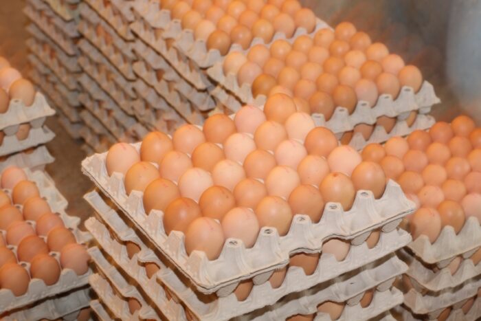 produkty jajeczne, import produktów jajecznych z ukrainy, jaja, produkcja jaj, Krajowa Izba Producentów Drobiu i Pasz