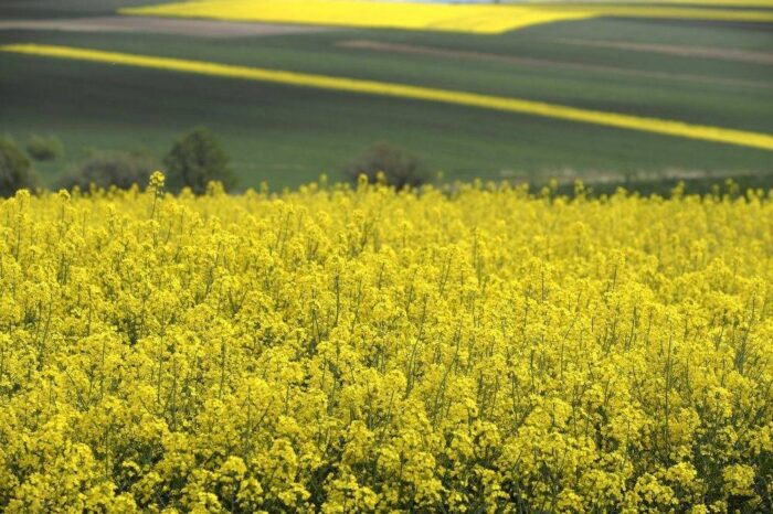 żywność, białko, biomasa rzepaku, białko z rzepaku,  Napiferyn Biotech, technologia pozyskiwania białka z rzepaku