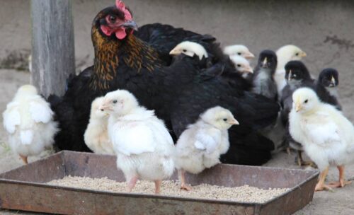 drób, produkcja brojlerów, ceny żywca kurcząt rzeźnych, brojlery