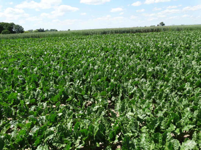 buraki cukrowe, plantacja, czerwiec