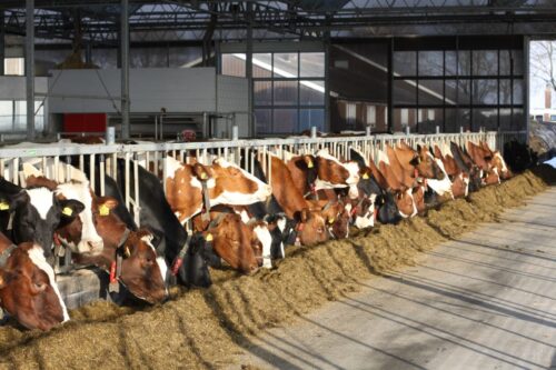 Mudanjiang, Maanshan, farma bydła mlecznego