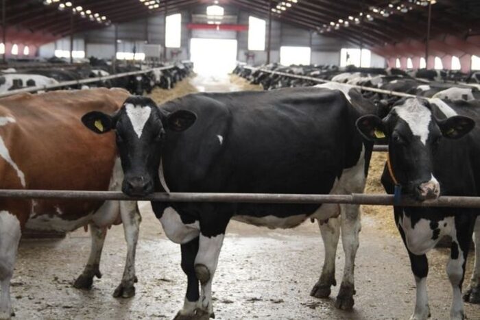 bydło, produkcja bydła, krowy, jałówki, cielęta, bydło młode, wolce