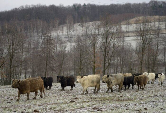 bydło, wzrost pogłowia bydła, pogłowie młodego bydła, GUS
