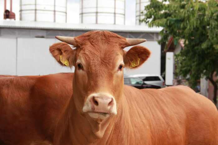 bydło, mięso, bydło mięsne, PROW, Adam Patkowski