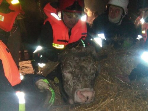 byki, bydło, kujawy i pomorze, dąbrówka, kamień krajewski