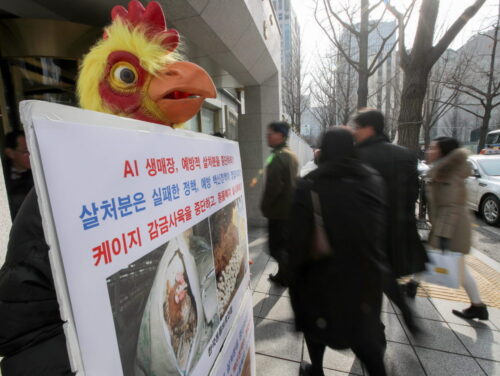 ptasia grypa, chiny, drób, Szczep H7N9, who, Margaret Chan, wybijanie drobiu