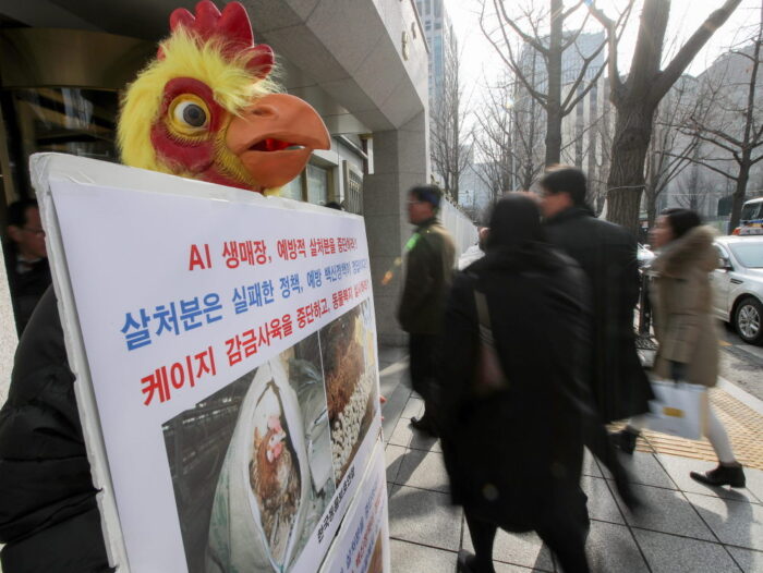 ptasia grypa, chiny, drób, Szczep H7N9, who, Margaret Chan, wybijanie drobiu