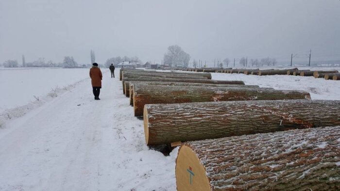 sprzedaż drewna, Krotoszyn,  Międzynarodowa Aukcja Cennego Drewna Dębowego, Lasy Państwowe, drewno, pieniądze