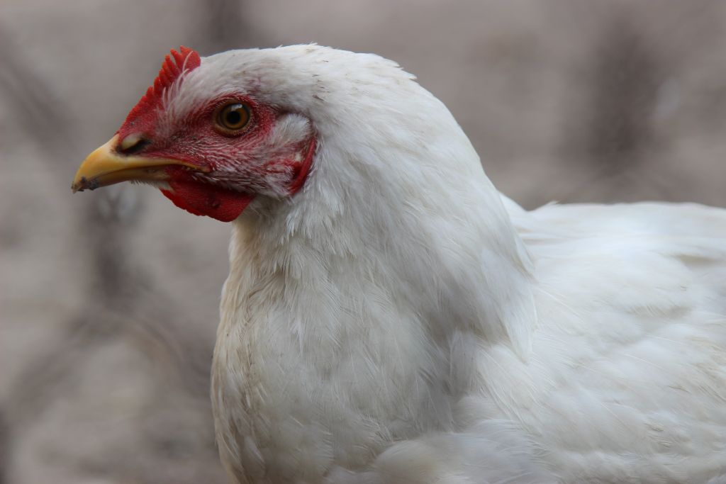 drób, produkcja drobiu, eksport drobiu, arr