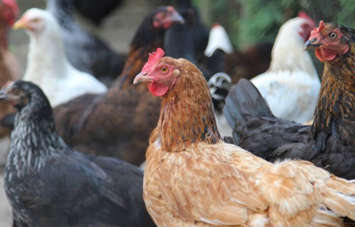 wirus H5N8, drób, Niemcy, ptasia grypa, zagrożenie dla drobiu