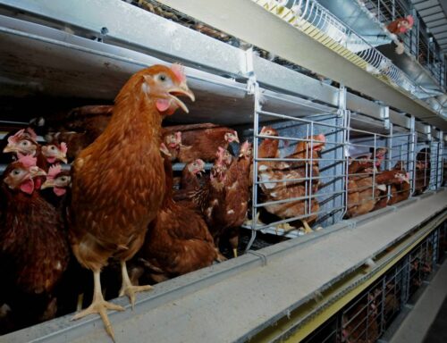 produkcja drobiu, rynek mięsa, komisja europejska