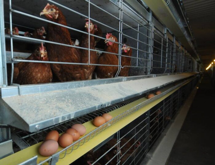 drób, produkcja drobiu, brojlery, pisklęta, Krajowa Izba Producentów Drobiu i Pasz