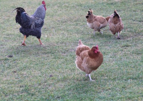 zwierzęta gospodarskie, organizacja hodowli zwierząt, rozród zwierząt