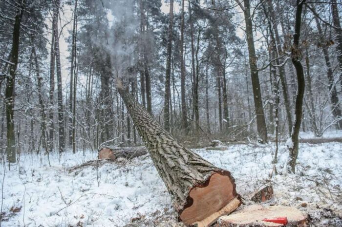drewno, sprzedaż drewna, podkarpackie, Lasy Państwowe, RDLP Krosno