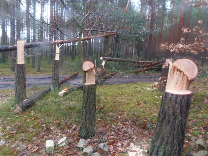 nadleśnićtwo skarżyzko, wandal w lesie, sosny, las, podcinane drzewa, Zbigniew Dąbrowski