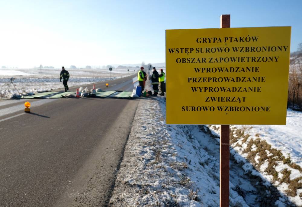 ptasia grypa, H5N8, małopolskie, Kraków, ptasia grypa w Małopolsce, ptasia grypa w Krakowie