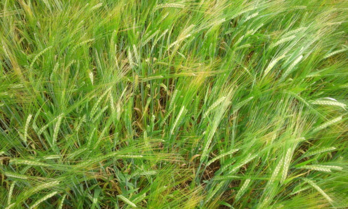 jęczmień, kłosy, łan, plantacja