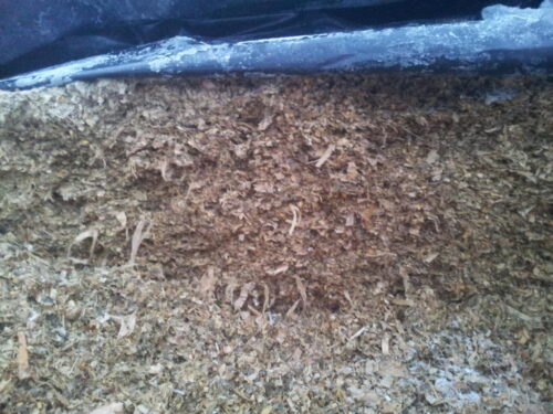 kiszonka, kukurydza, silos, przechowywanie