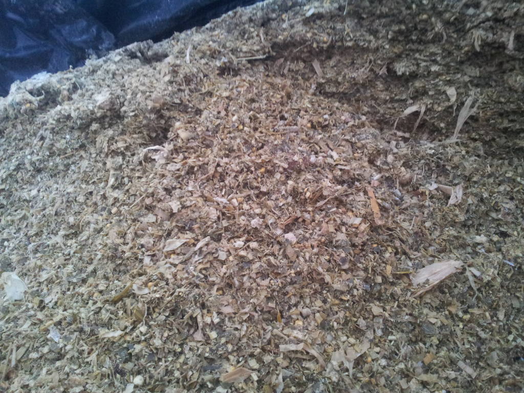 kiszonka, kukurydza, silos, przechowywanie