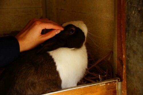 wirus, króliki domowe,