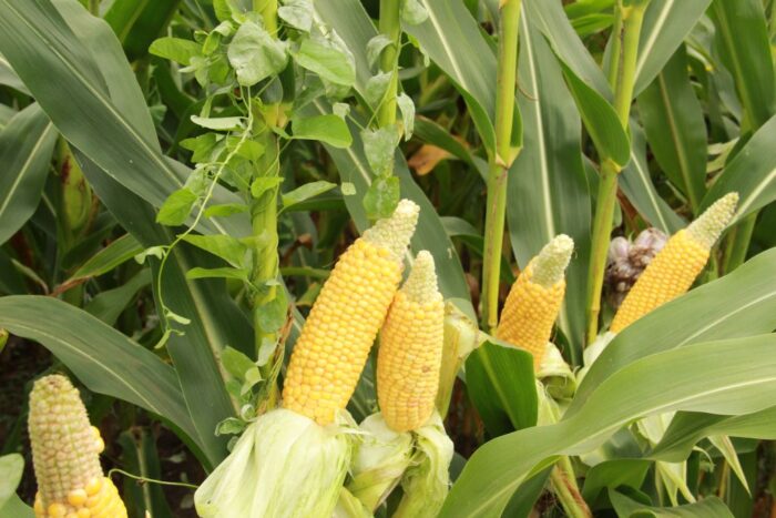 euronext w paryżu, cbot w chicago, notowania pszenicy, notowania kukurydzy