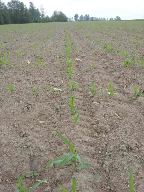 kukurydza, pole, plantacja