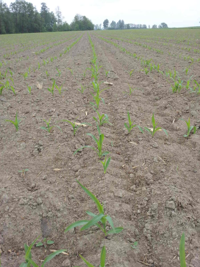 kukurydza, pole, plantacja