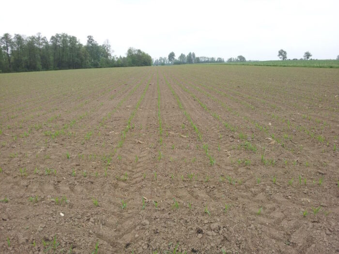 kukurydza, pole, plantacja