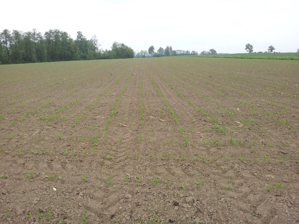 kukurydza, pole, plantacja