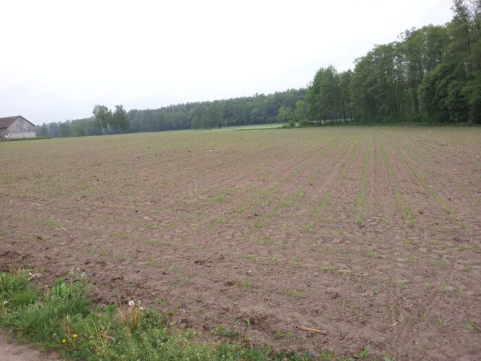 kukurydza, pole, plantacja