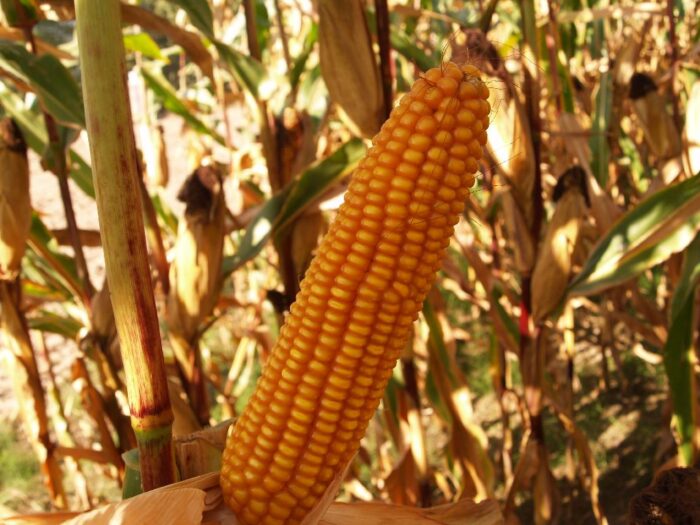 kukurydza