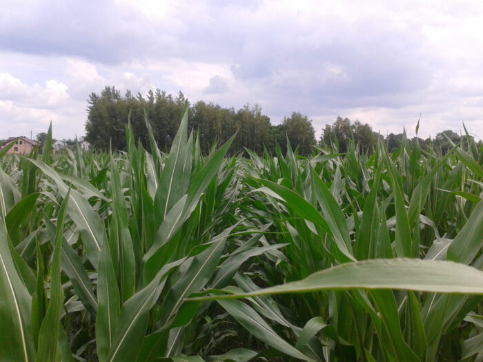 kukurydza, pole