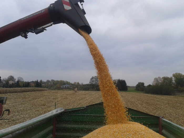 kukurydza, ziarno, przyczepa, pole