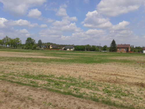 kukurydza, plantacja, perz