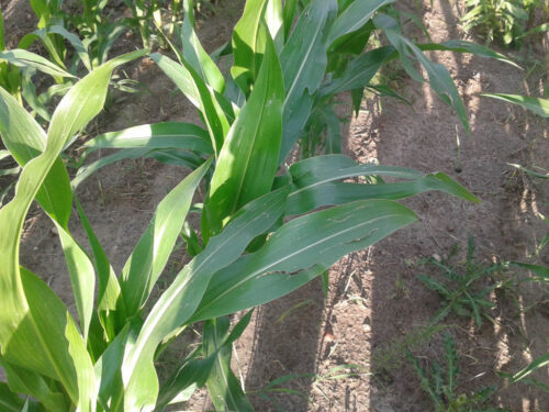 kukurydza, grad, uszkodzenia po gradzie na kukurydzy