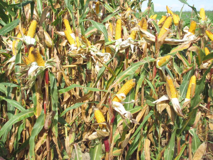kukurydza, kolba, pole