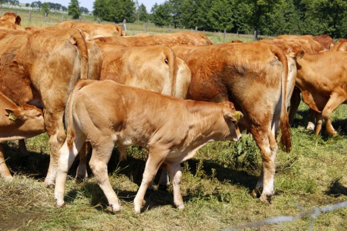 bydło mięsne limousine, hodowla