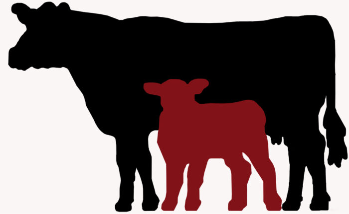 odchów cieląt Kraków