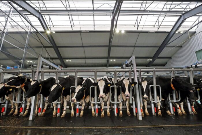 sektor mleczarski, hiszpania, galicja, mleko feministek