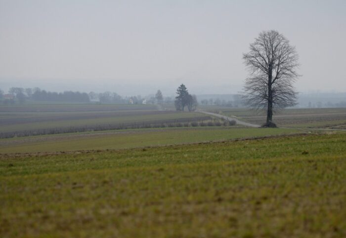oziminy, Stanisław Kulwicki, bogdan bąk, Marek Radzimierski, Kujawsko-Pomorski Ośrodek Doradztwa Rolniczego