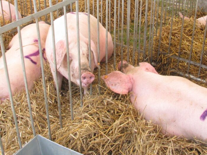 upemi, borkowski, hodowla trzody, wieprzowina