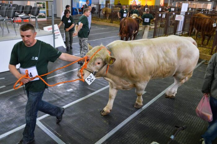 Jerzy Wierzbicki, bydło, bydło mięsne, jakość bydła mięsnego, wołowina