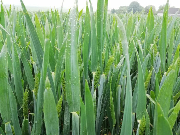 pszenica, kłosy, maj